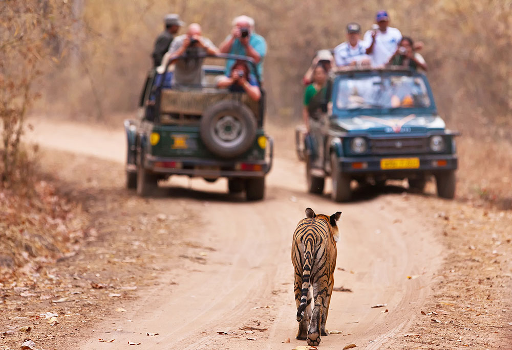 Bengal Tiger Walking Towards Two Tourist Jeeps in Bandhavgarh National Park, India