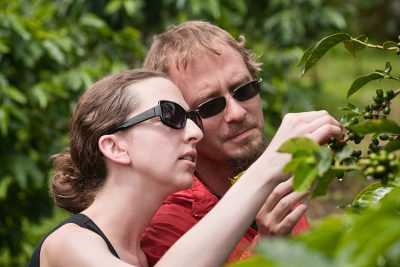 Couple Picking Berries on Coffee Plantation in Costa Rica