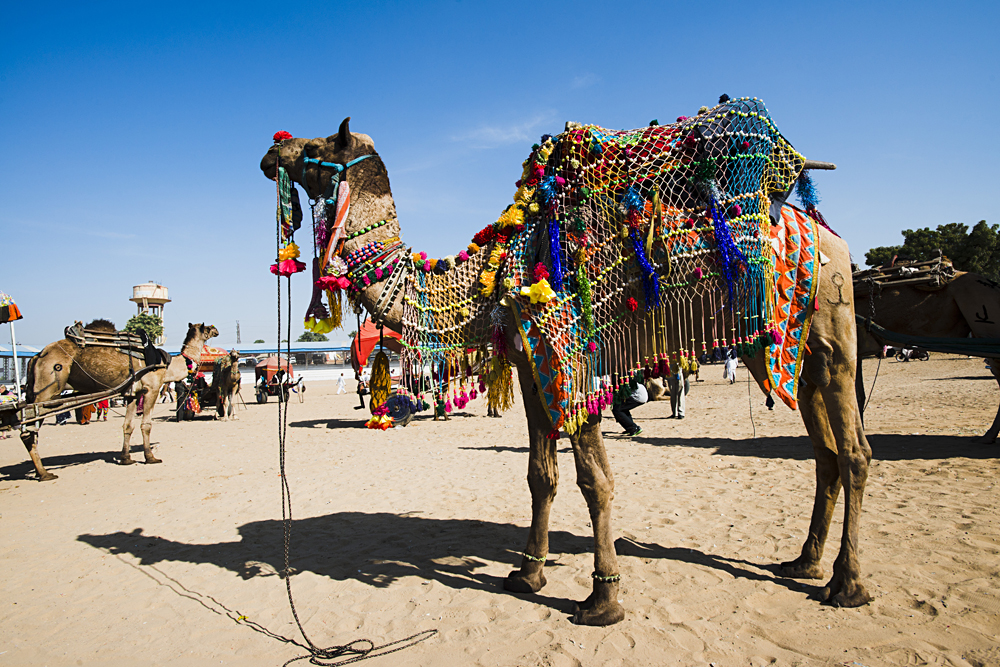 Decorated Camel in Pushkar Camel Fair, Pushkar, Ajmer, Rajasthan, India