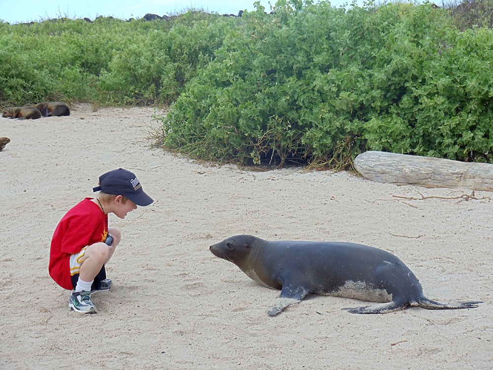Don Forster - Hayden' s Encounter with a Galapagos Seal, Ecuador