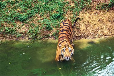 Tiger in Stream, India