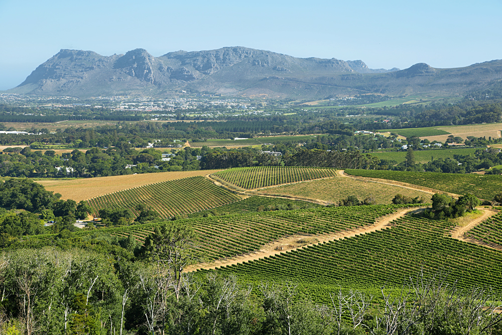 Vineyards Landscape in Constantia Valley, South Africa