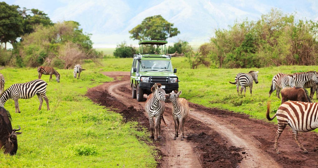 A safari vehicle on a game drive with animals around it in Ngorongoro crater in Tanzania