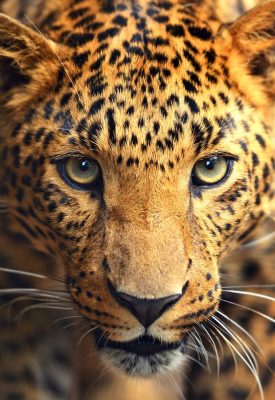 A leopard up close