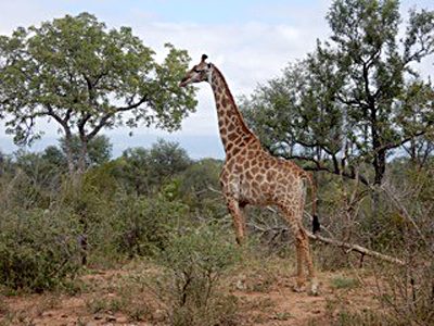 Nicky Cox - Giraffe in Karongwe Private Game Reserve, South Africa