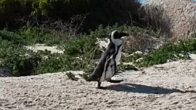 Nicky Cox - Penguin at Boulders Beach, South Africa
