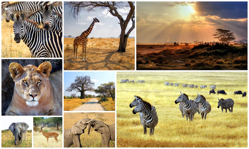 A collection images of different animals taken during an African safari 