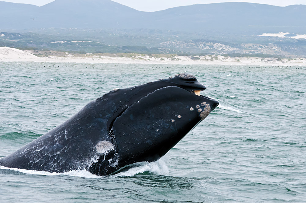 Southern Right Whale Breaching Just off the Coast of Hermanus, South Africa