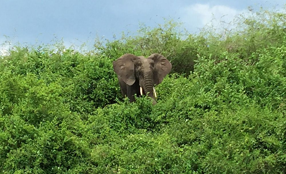 David Zolis - A grazing elephant near Mweya, Queen Elizabeth National Park, Uganda