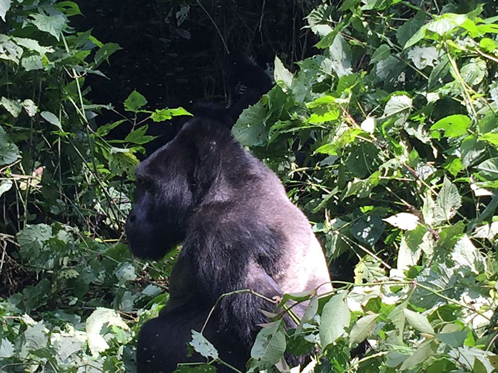 David Zolis - Just feet away from a massive Silverback Mountain gorilla, Bwindi Impenetrable Forest, Uganda