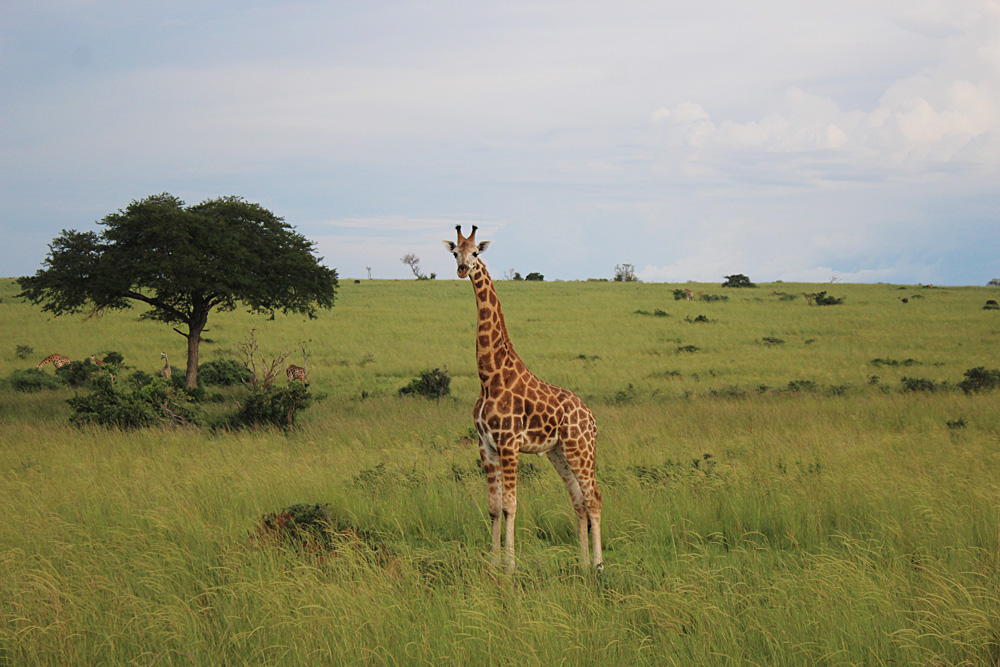 David Zolis - Giraffe, Uganda