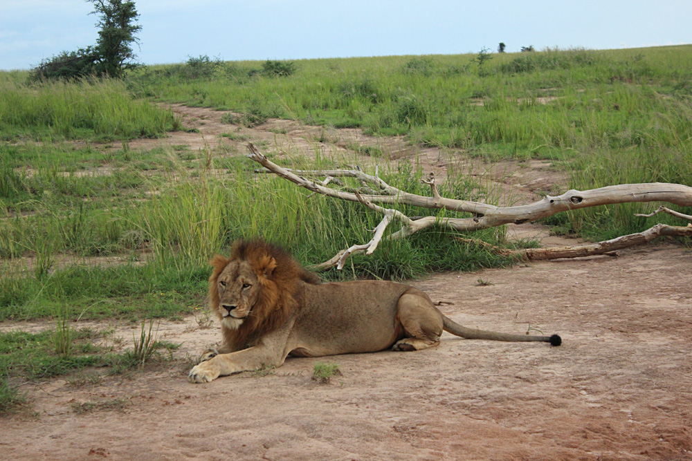 David Zolis - Lion resting, Uganda