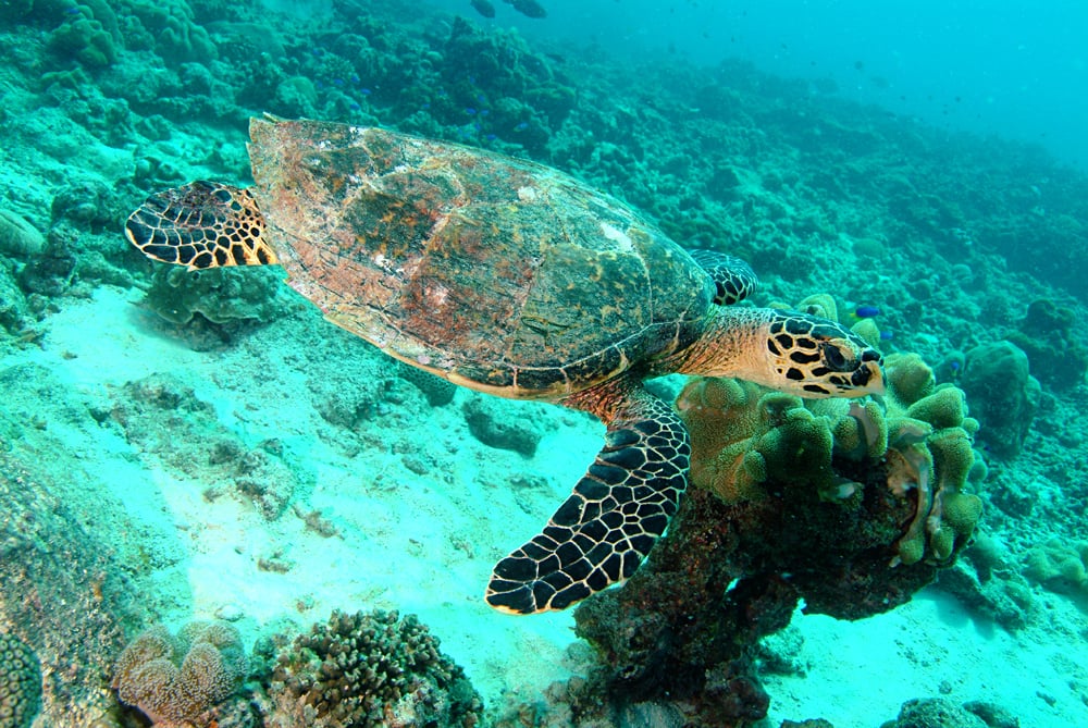Hawksbill sea turtle, Seychelles
