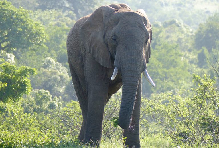 Raewyn Reid - Elephant in Hluhluwe-Umfulozi National Game Reserve, South Africa