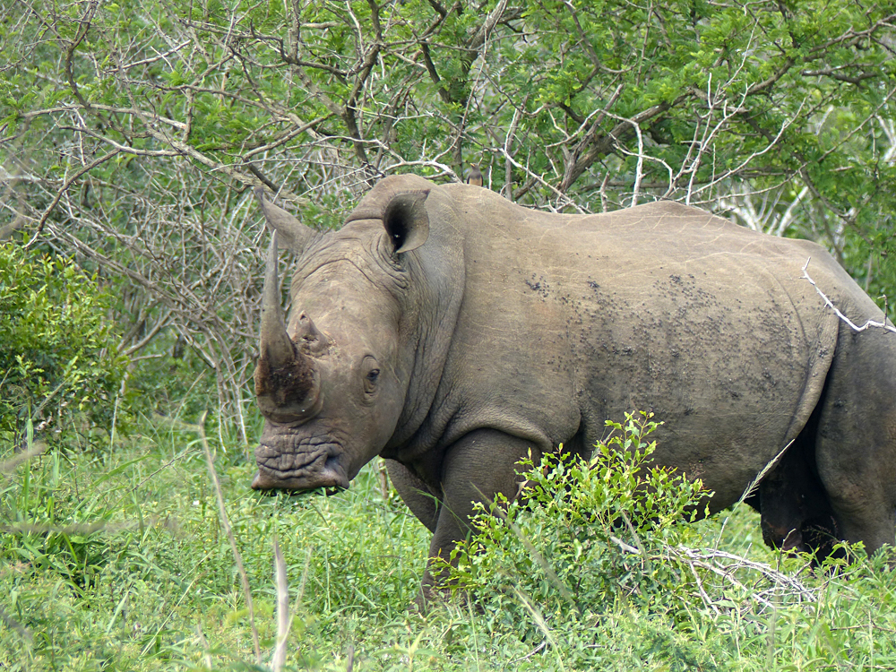 Raewyn Reid - Spotting a Rhino in Hluhluwe-Umfulozi National Game Reserve, South Africa