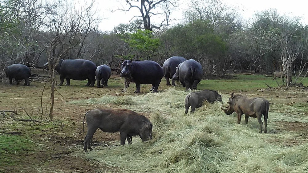 Bijal Kana - A Few Warthogs and Hippos Enjoying a Meal, Kruger National Park, South Africa