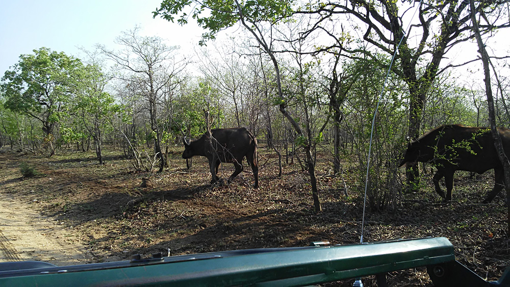 Bijal Kana - Buffalo Passing By Our Game Vehicle, Kruger National Park, South Africa