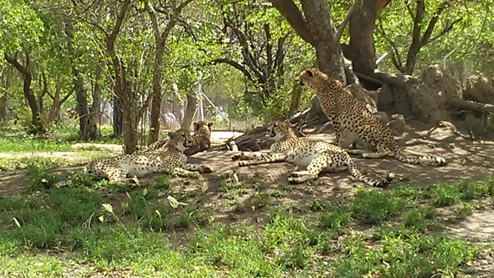 Bijal Kana - Cheetahs Roaming Around Freely in Hoedspruit Endangered Species Centre, South Africa