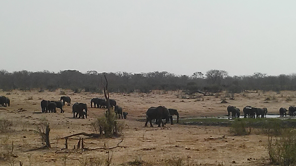 Bijal Kana - Elephants at Hwange National Park, Zimbabwe