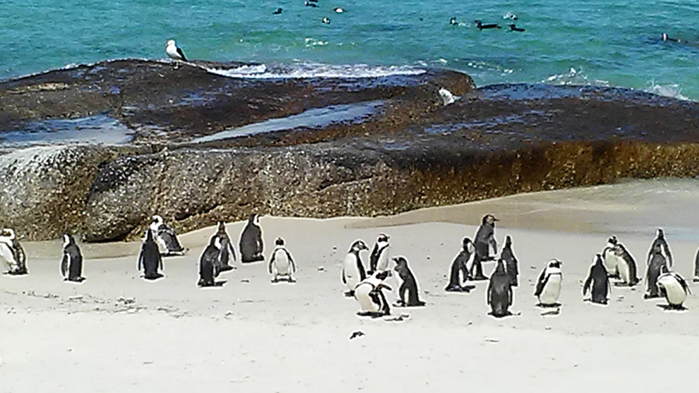 Bijal Kana - Penguins on Boulders Beach, South Africa