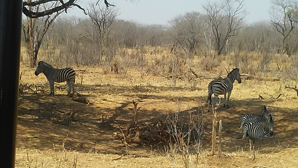 Bijal Kana - Zebras Relaxing at Hwange National Park, Zimbabwe