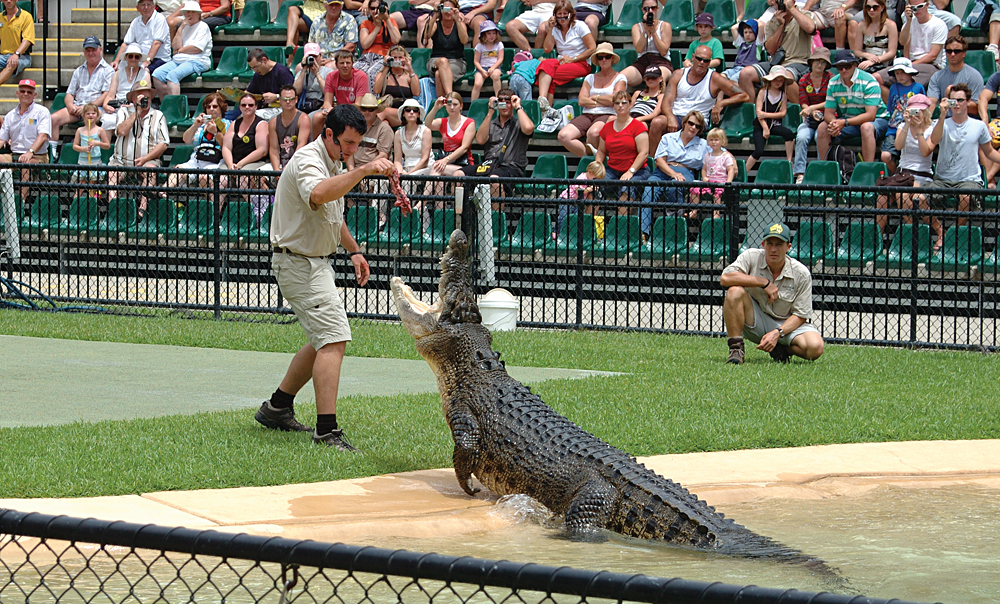 Crocodile Display at Australia Zoo, Queensland, Australia