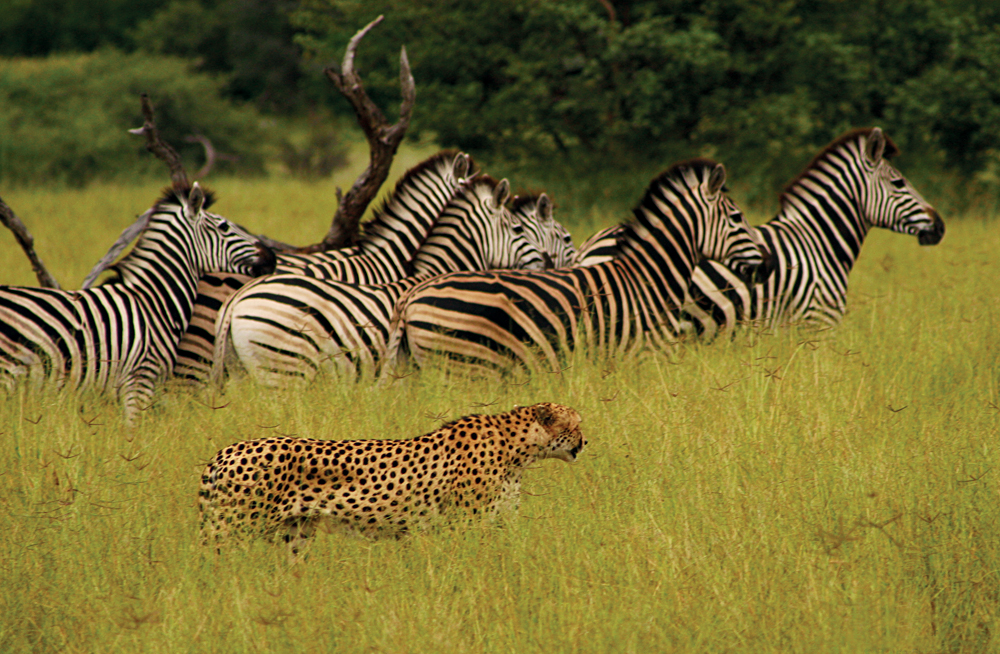 Cheetah Searching out Zebra for Prey, Masai Mara, Kenya