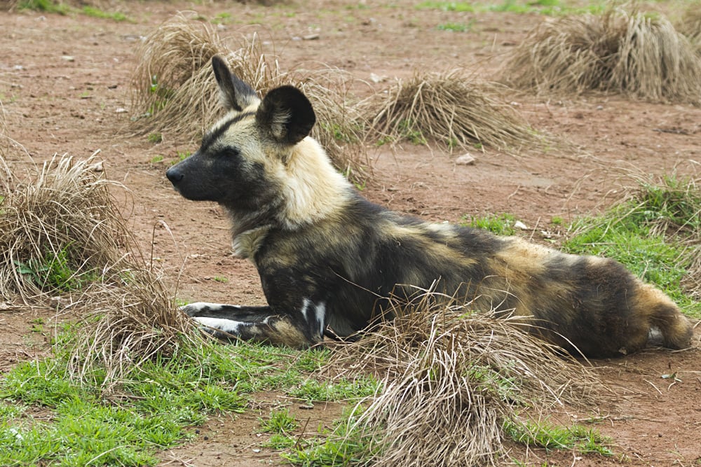 Close Up of Africa Painted Wild Dog, Madikwe Gamer Reserve, South Africa