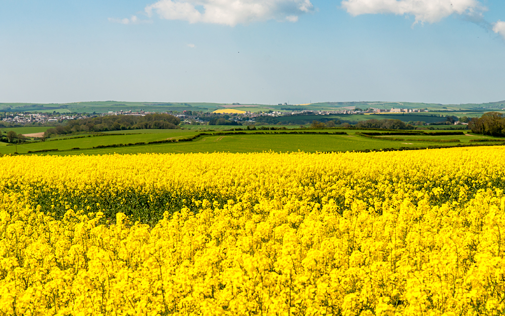 Fields of yellow oilseed rape flowers near Dorchester on the rolling hills of England's Dorset Downs, England, UK