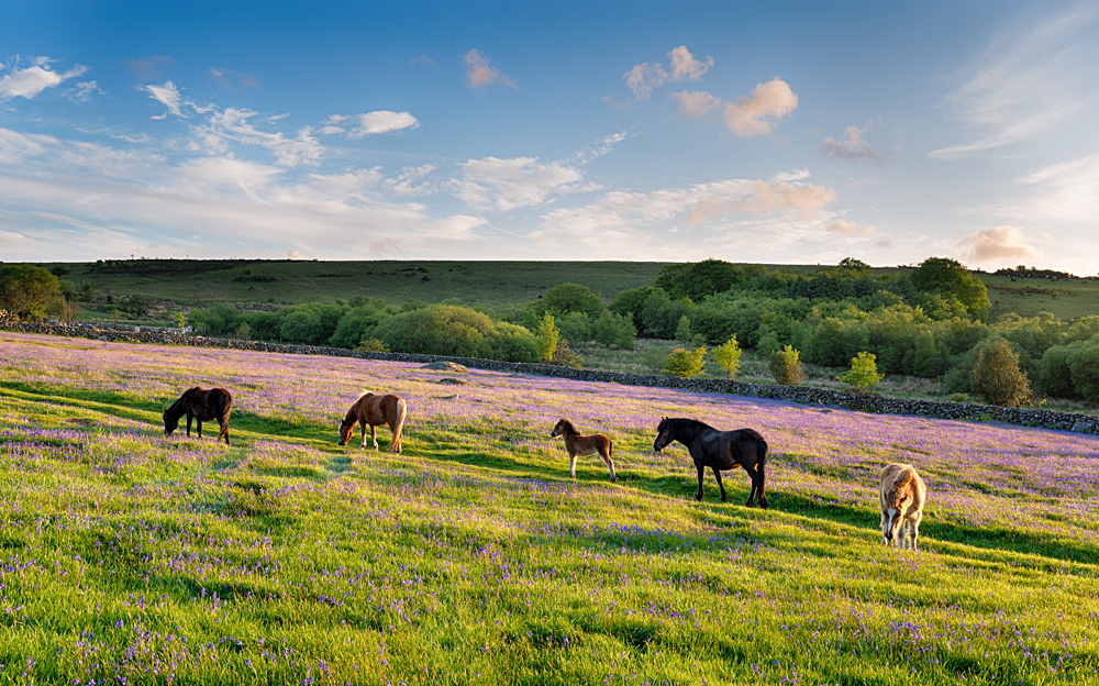 Ponies grazing in a bluebell meadow at Emsworthy Mire on Dartmoor National Park in Devon, England, UK