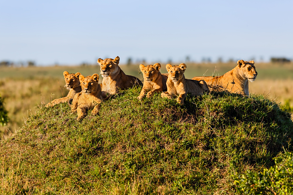 Two Lionesses with Four Cubs on a Termite Hill enjoying the sun in Masai Mara, Kenya