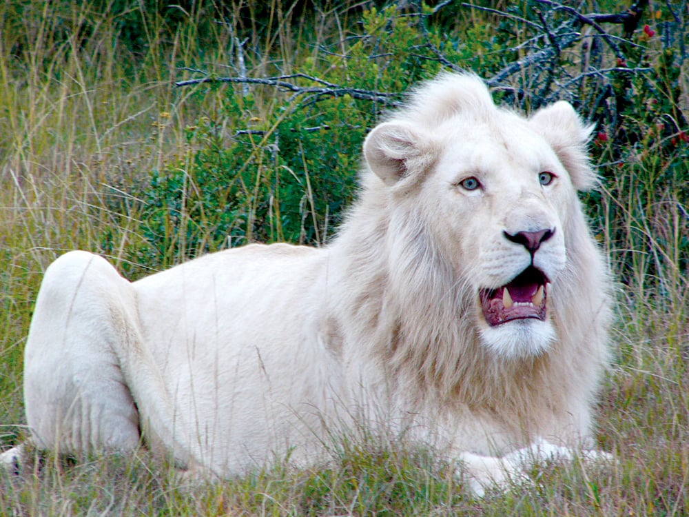 White Lion at Pumba Private Game Reserve, South Africa