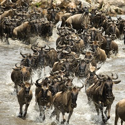 Wildebeest Crossing the Mara River, Kenya