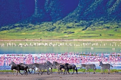Zebras and Wildebeests Walking Beside the Lake with Flamingos in the background in the Ngorongoro Crater, Tanzania