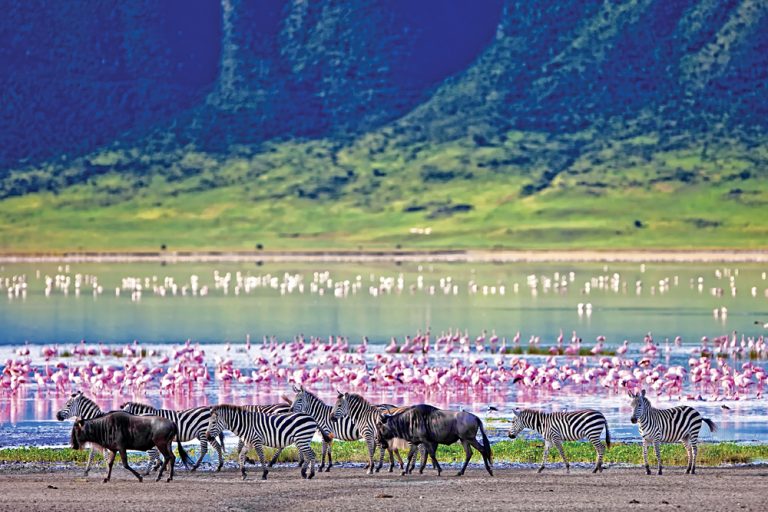 Zebras and Wildebeests Walking Beside the Lake with Flamingos in the background in the Ngorongoro Crater, Tanzania