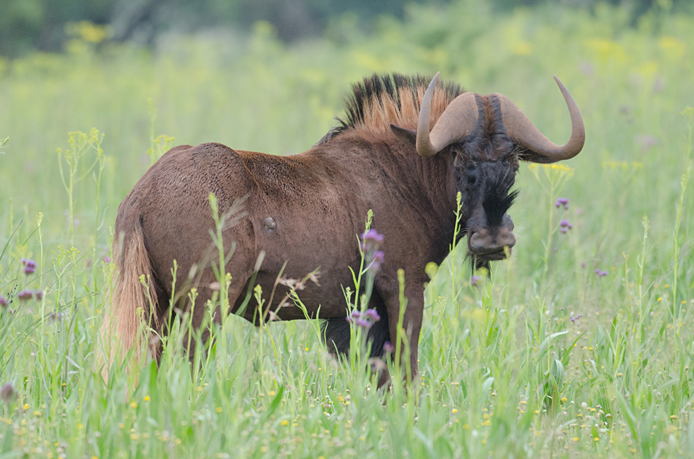 Black Wildebeest in a Field of Grass at Rietvlei Nature Reserve, Near Pretoria, South Africa