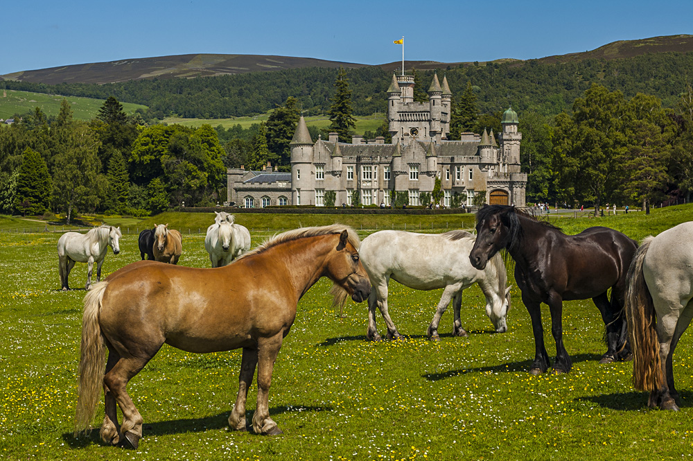 Horses near Balmoral Castle, Scotland, UK