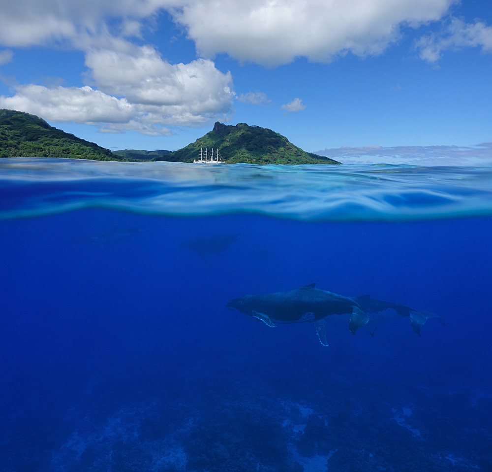 Humpback Whales with an Island and a Cruise Ship, Tahiti (French Polynesia)