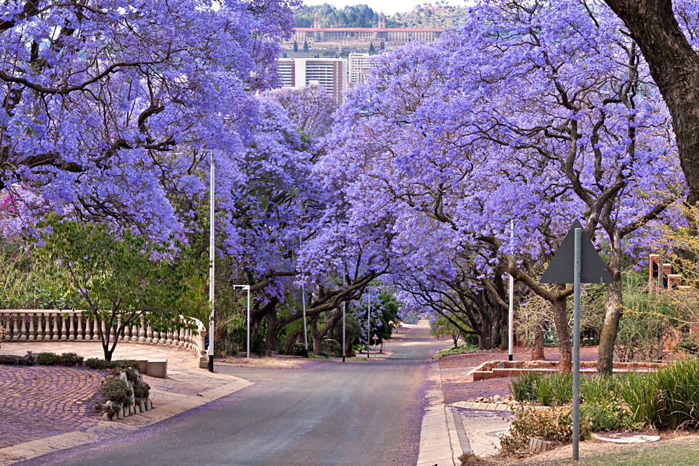 Jacaranda Trees Lining the Street in Pretoria, South Africa