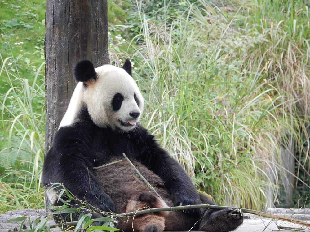 Nicky Cox - Giant Panda at Panda Sanctuary in Chengdu, Sichuan Province, China