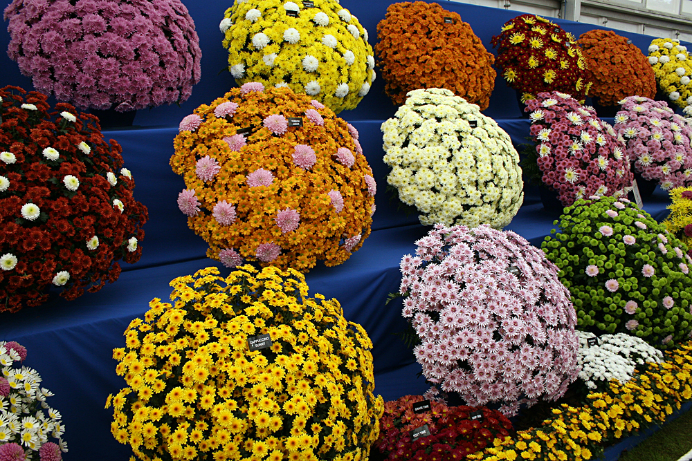 Chrysanthemums at Chelsea Flower Show, London, England, UK (United Kingdom)