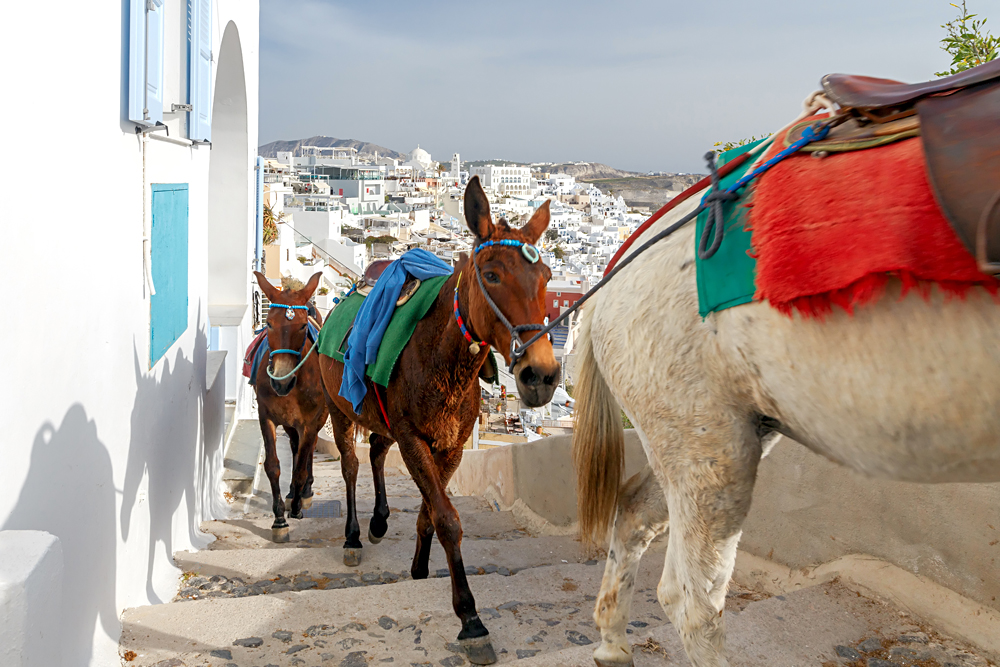 Donkeys for riding in the city of Fira on Santorini Island, Greece