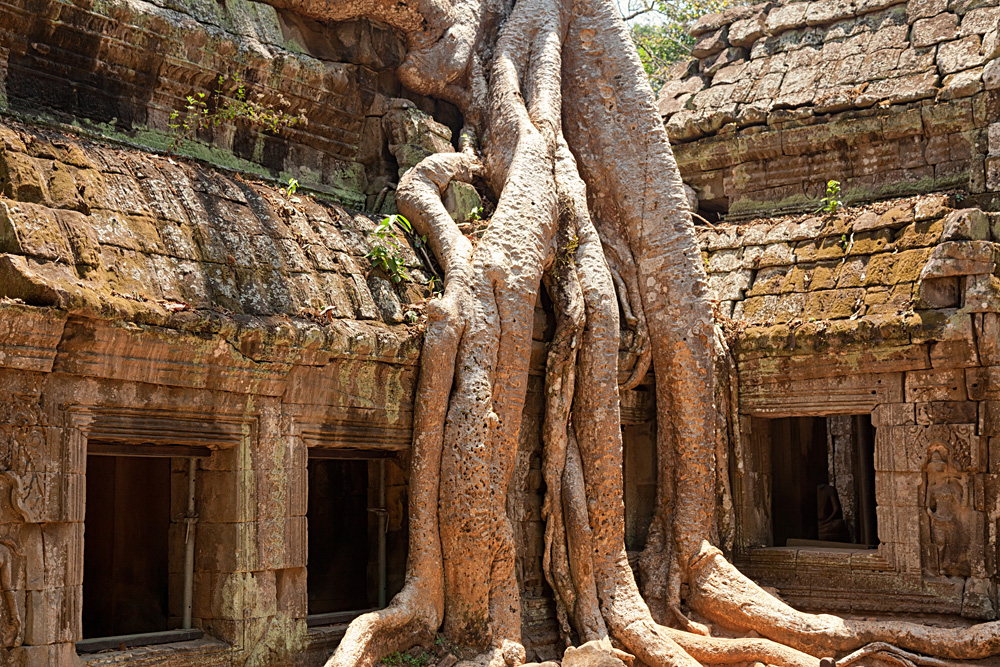 Ta Prohm Temple covered in tree roots, Angkor Wat Complex, Siem Reap, Cambodia.