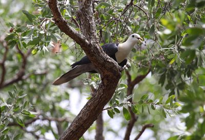 Black-banded Fruit Dove near Darwin, Australia