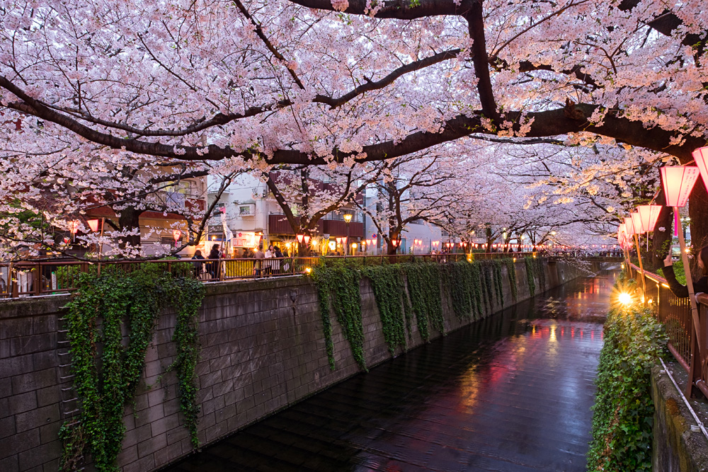 Cherry Blossoms Along the Meguro River, Tokyo, Japan