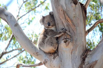 Echidna Walkabout Tours - Koala - Misty, Victoria, Australia