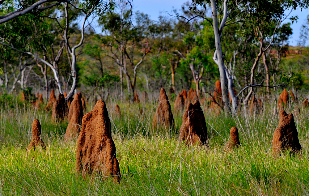 Magnetic Termite Mound in Litchfield National Park, Northern Territory, Australia
