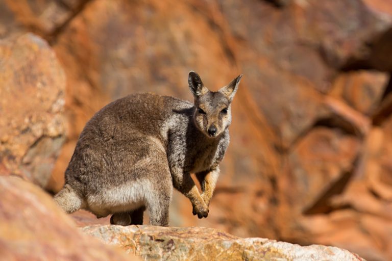 Rare sighting of a rock wallaby amongst rocks in a cliff face at Ormiston Gorge in Northern Territory, Australia