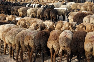 Sheep at Sunday market in Kashgar, China