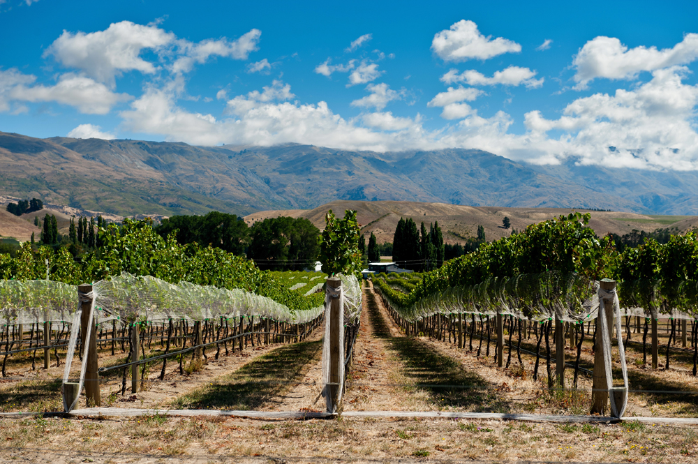 Vineyard in Gibbston Valley, Central Otago, South Island, New Zealand